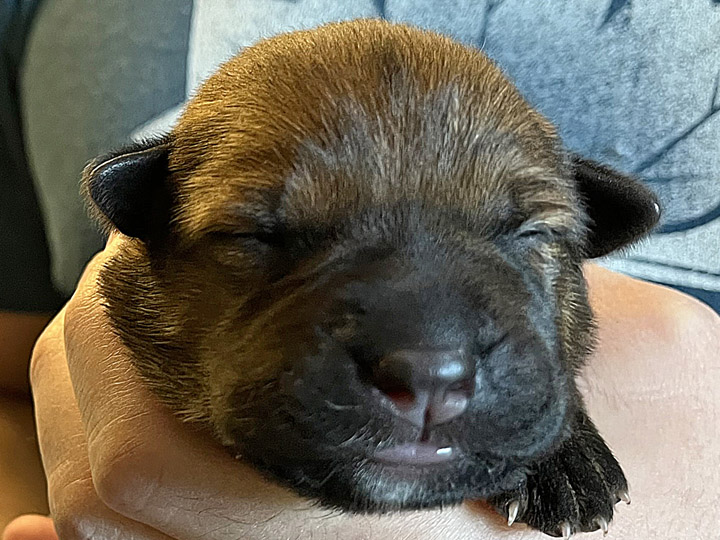 chinook puppy